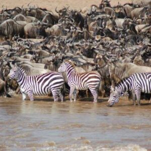 Serengeti Migration Safaris