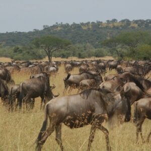 10 Day Wildebeest Migration following