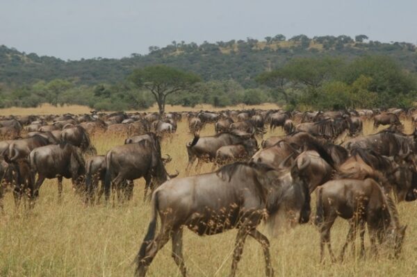 10 Day Wildebeest Migration following