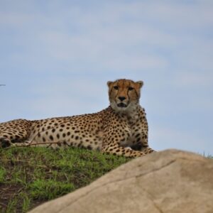 10 day Tanzania lodge safari