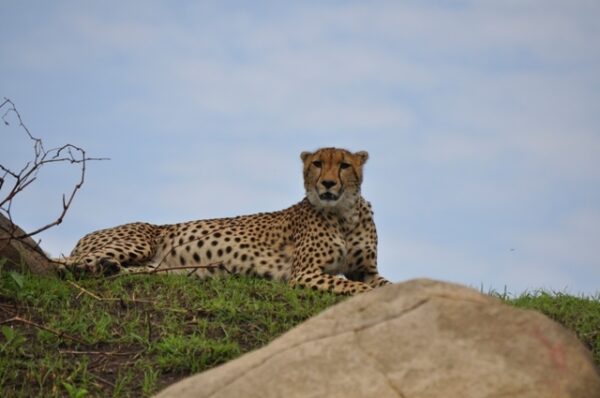 10 day Tanzania lodge safari