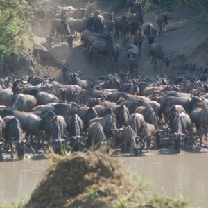 7 Day Serengeti Wildebeest Migration tours