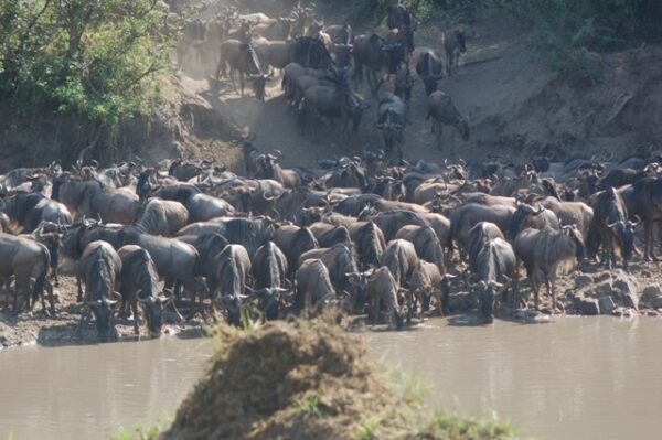 7 Day Serengeti Wildebeest Migration tours