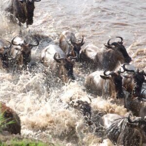 8 Day classic Serengeti Migration Safari