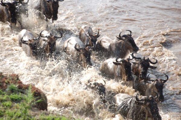 8 Day classic Serengeti Migration Safari