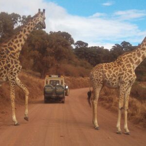 Tanzania Lodge Safari Itineraries