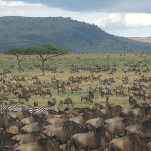 Serengeti migration 8 day safari