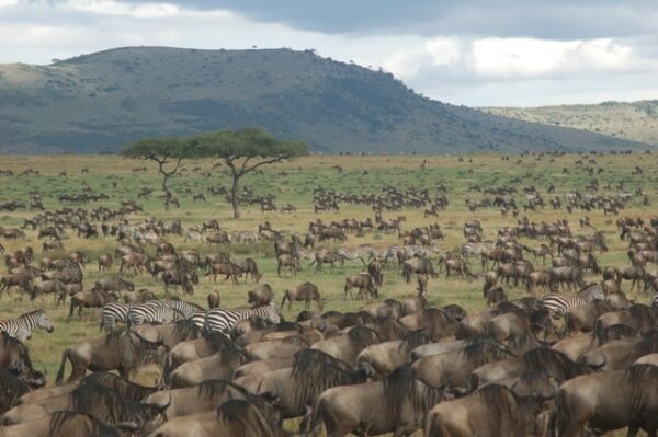 Serengeti migration 8 day safari
